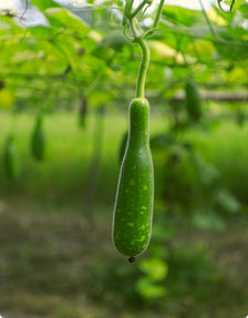 bottle-gourd